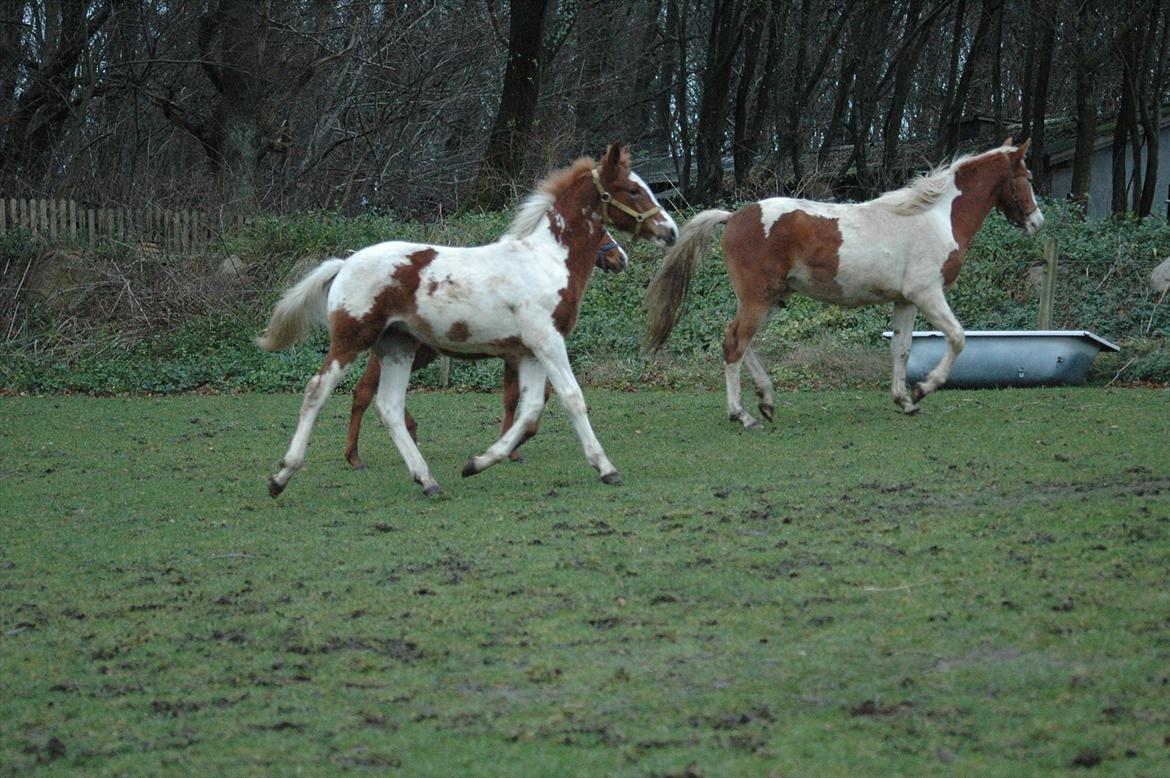 Pinto Dixie billede 15