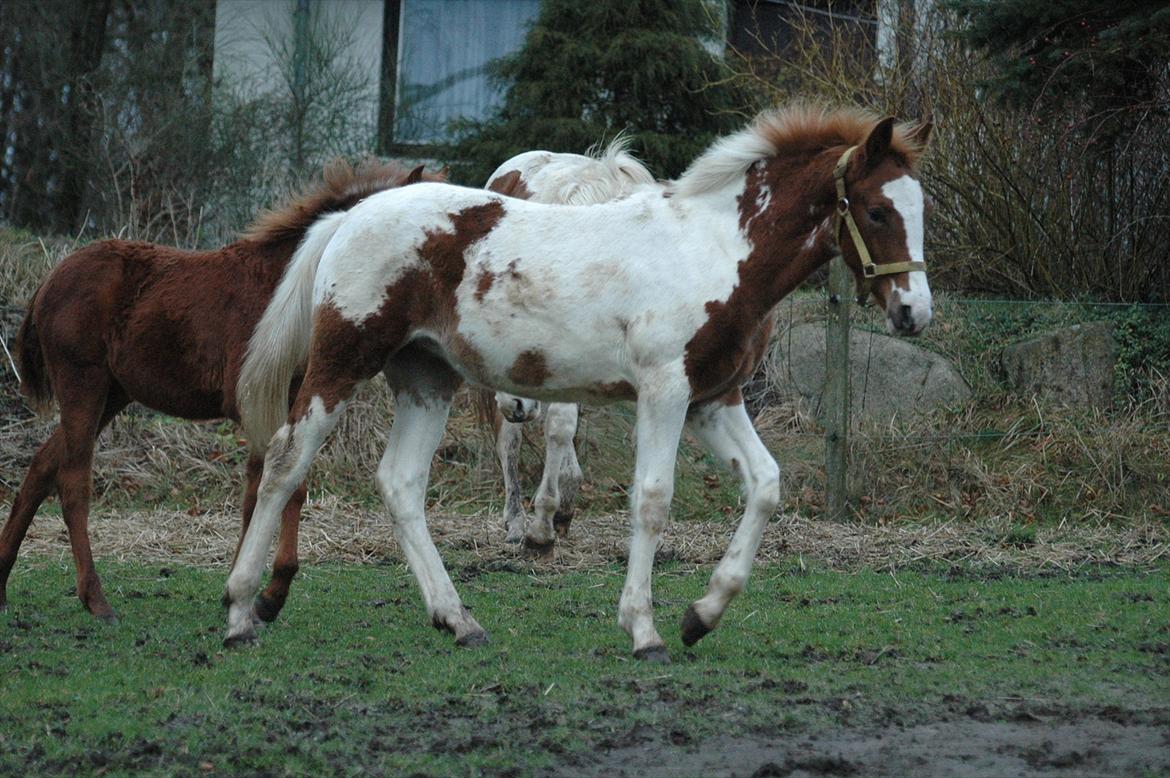 Pinto Dixie billede 16