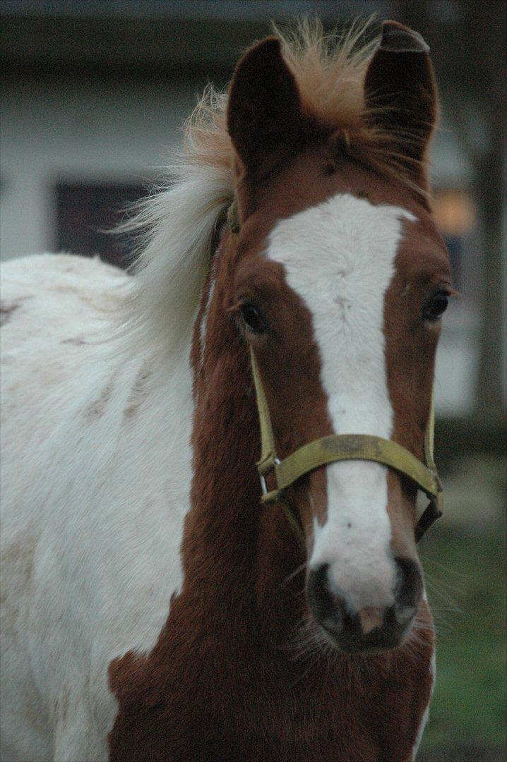 Pinto Dixie billede 17