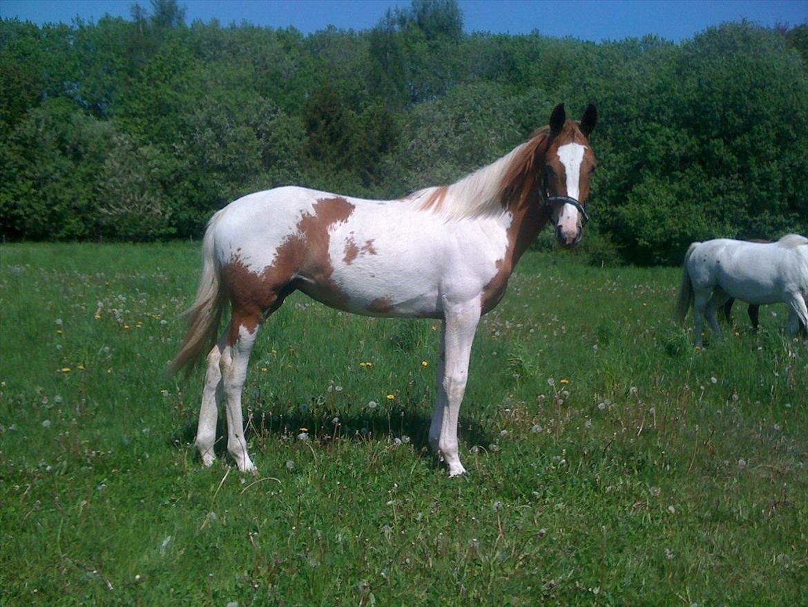 Pinto Dixie billede 18