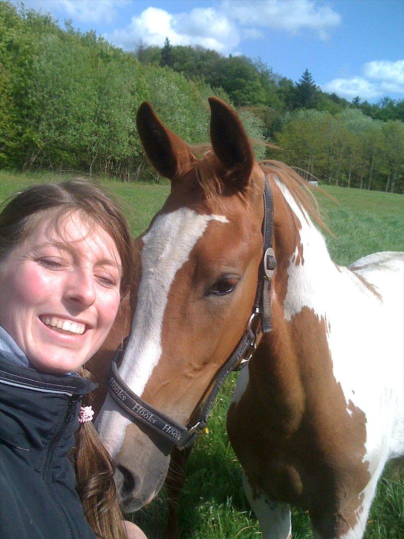 Pinto Dixie billede 19