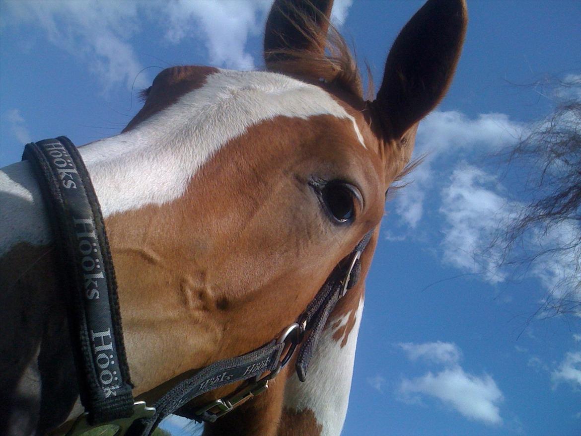 Pinto Dixie billede 2