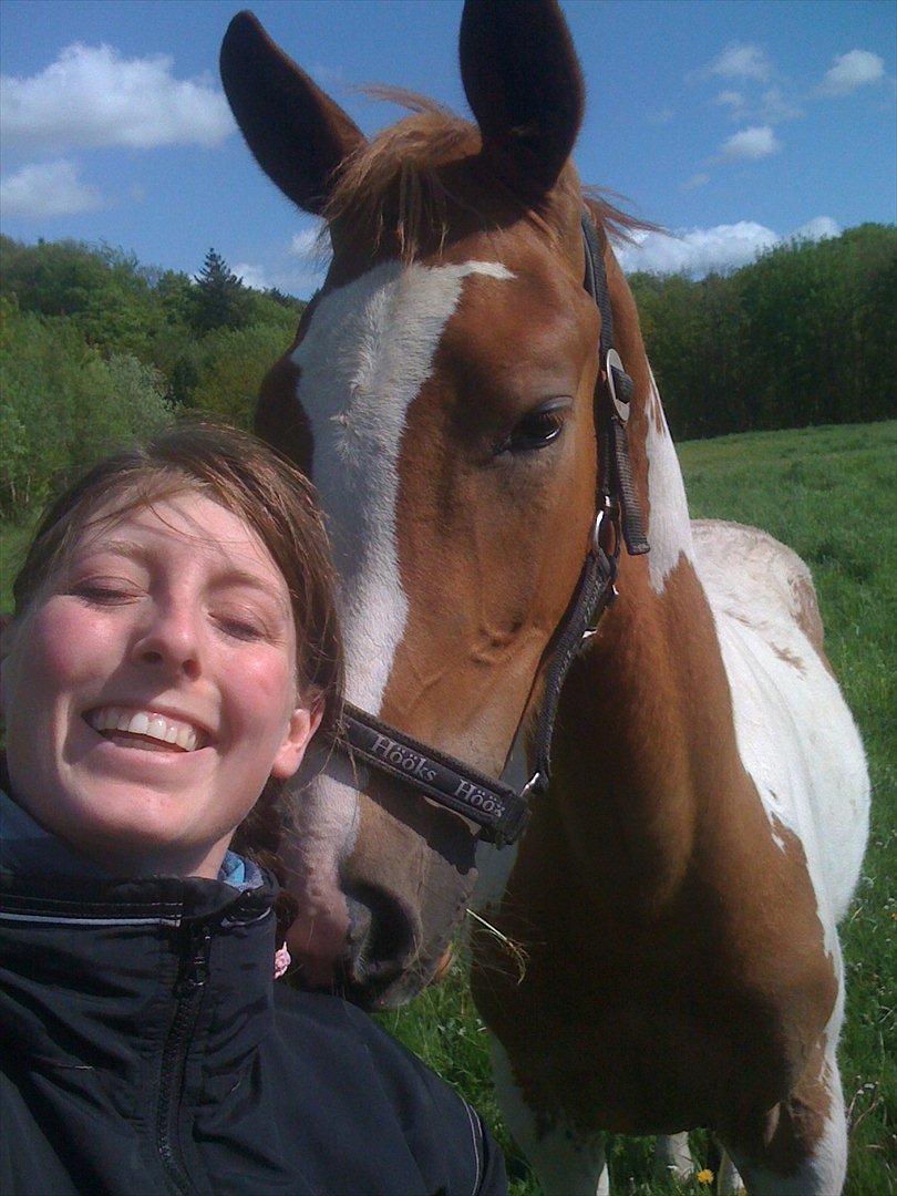 Pinto Dixie billede 10