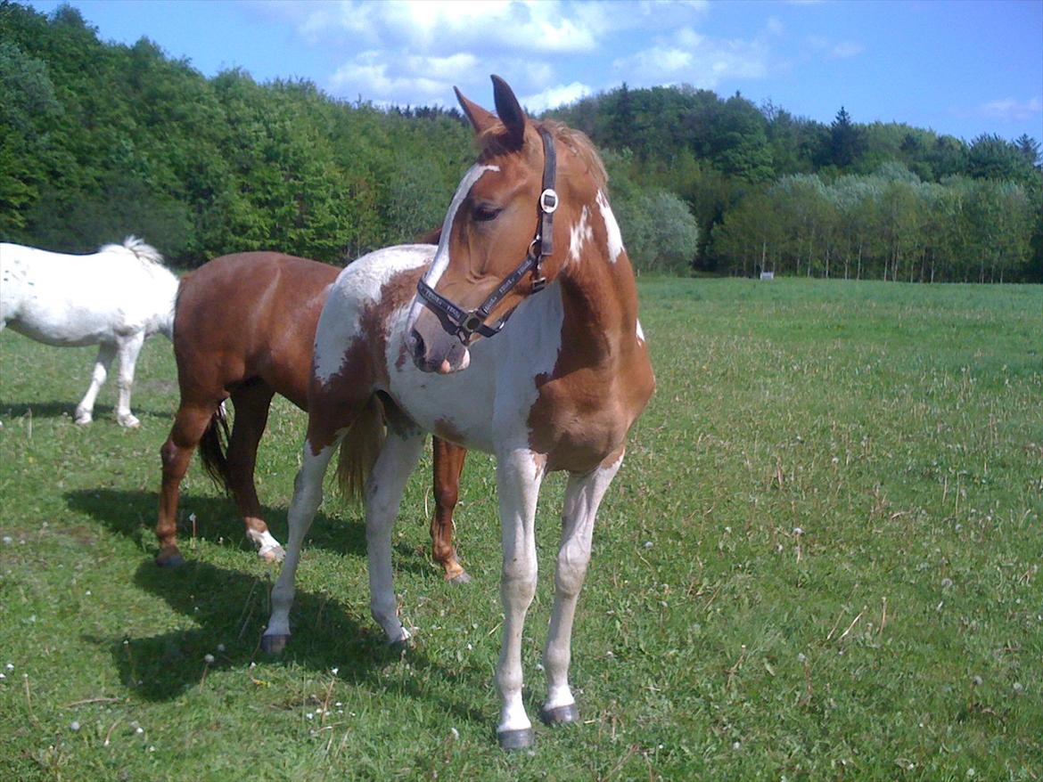 Pinto Dixie billede 9