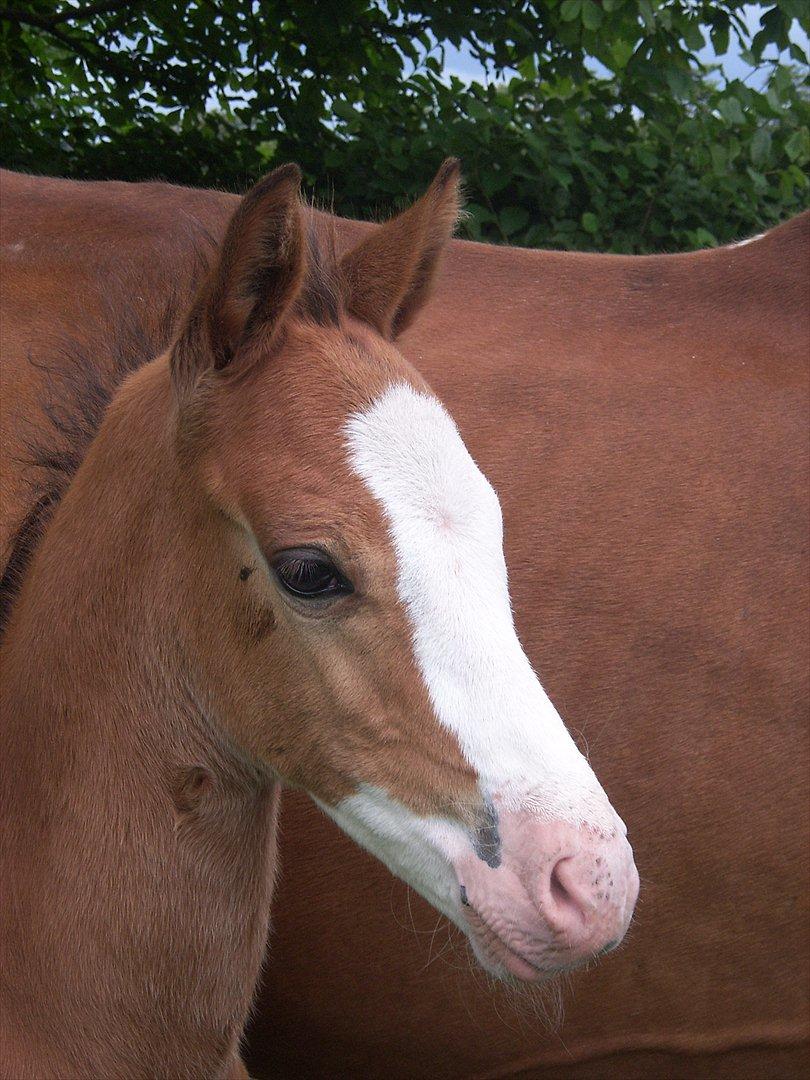 Anden særlig race Plains Mr. Magic SOLGT billede 1
