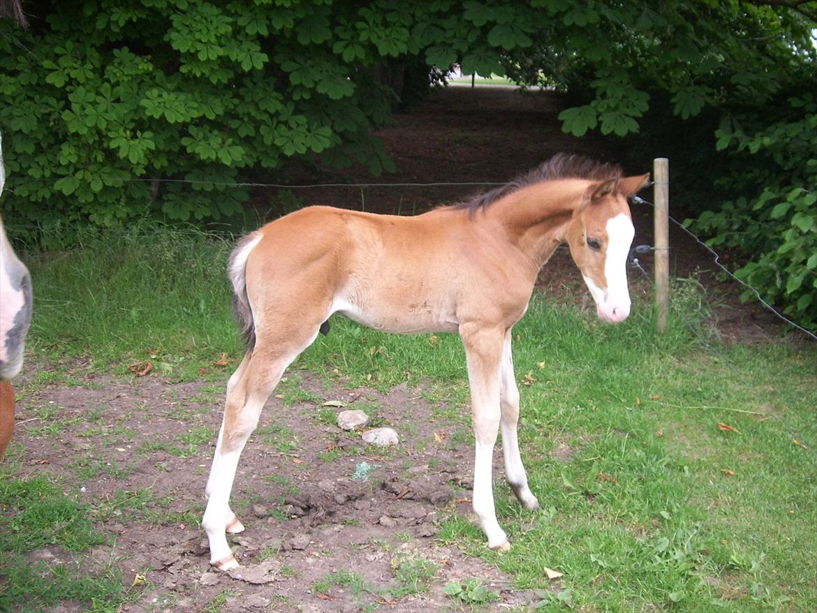 Anden særlig race Plains Mr. Magic SOLGT billede 2