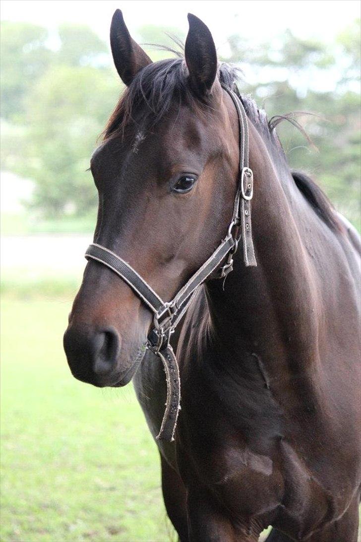 Anden særlig race Himmelhest Nightwish *DRØMMEHESTEN* - TAGET AF CHS PHOTO billede 12