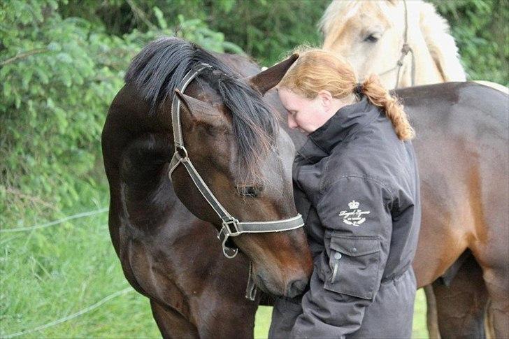 Anden særlig race Himmelhest Nightwish *DRØMMEHESTEN* - TAGET AF CHS PHOTO billede 4