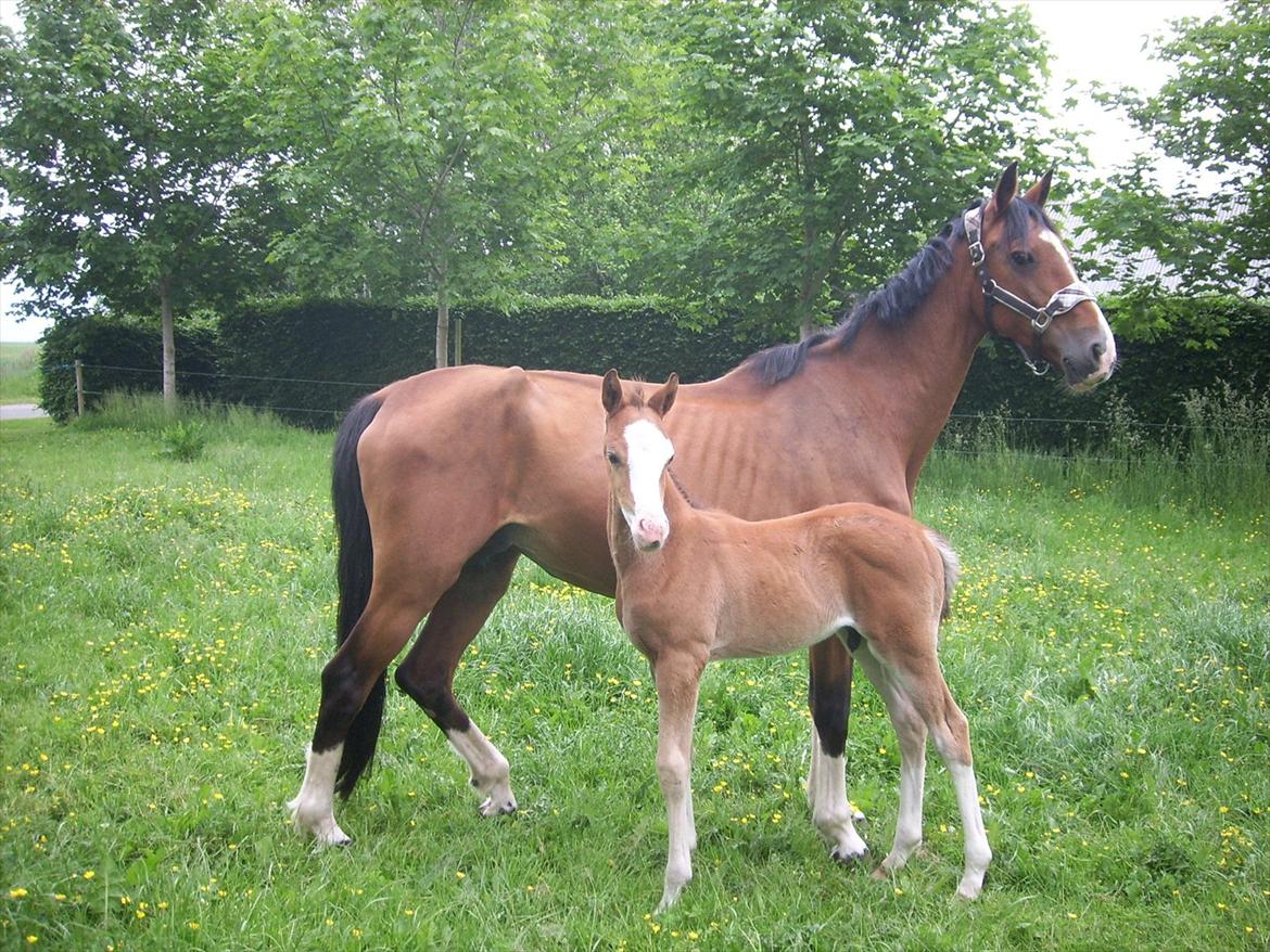 Anden særlig race Plains Mr. Magic SOLGT billede 3
