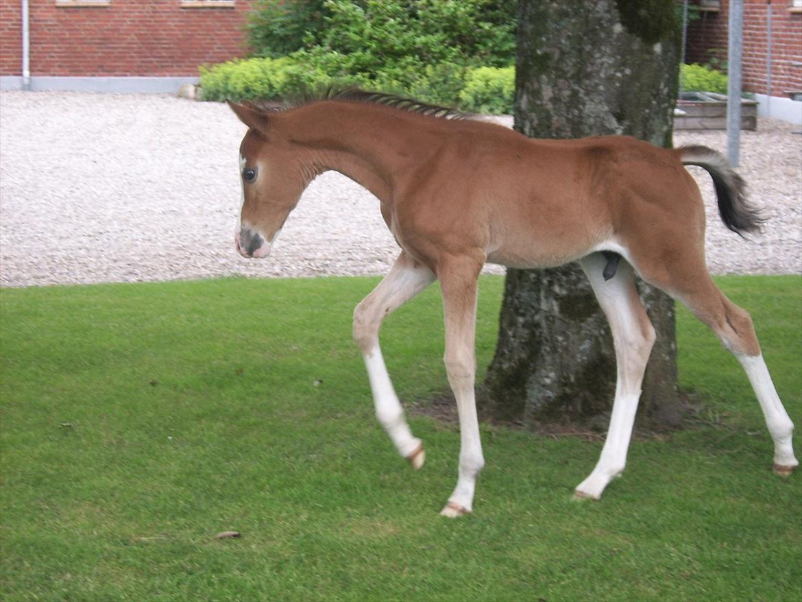 Anden særlig race Plains Mr. Magic SOLGT billede 4