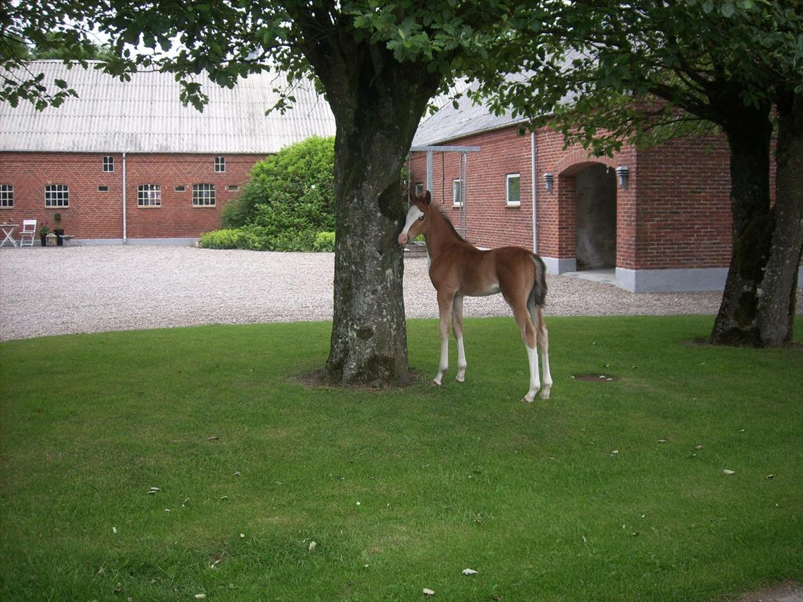 Anden særlig race Plains Mr. Magic SOLGT billede 5
