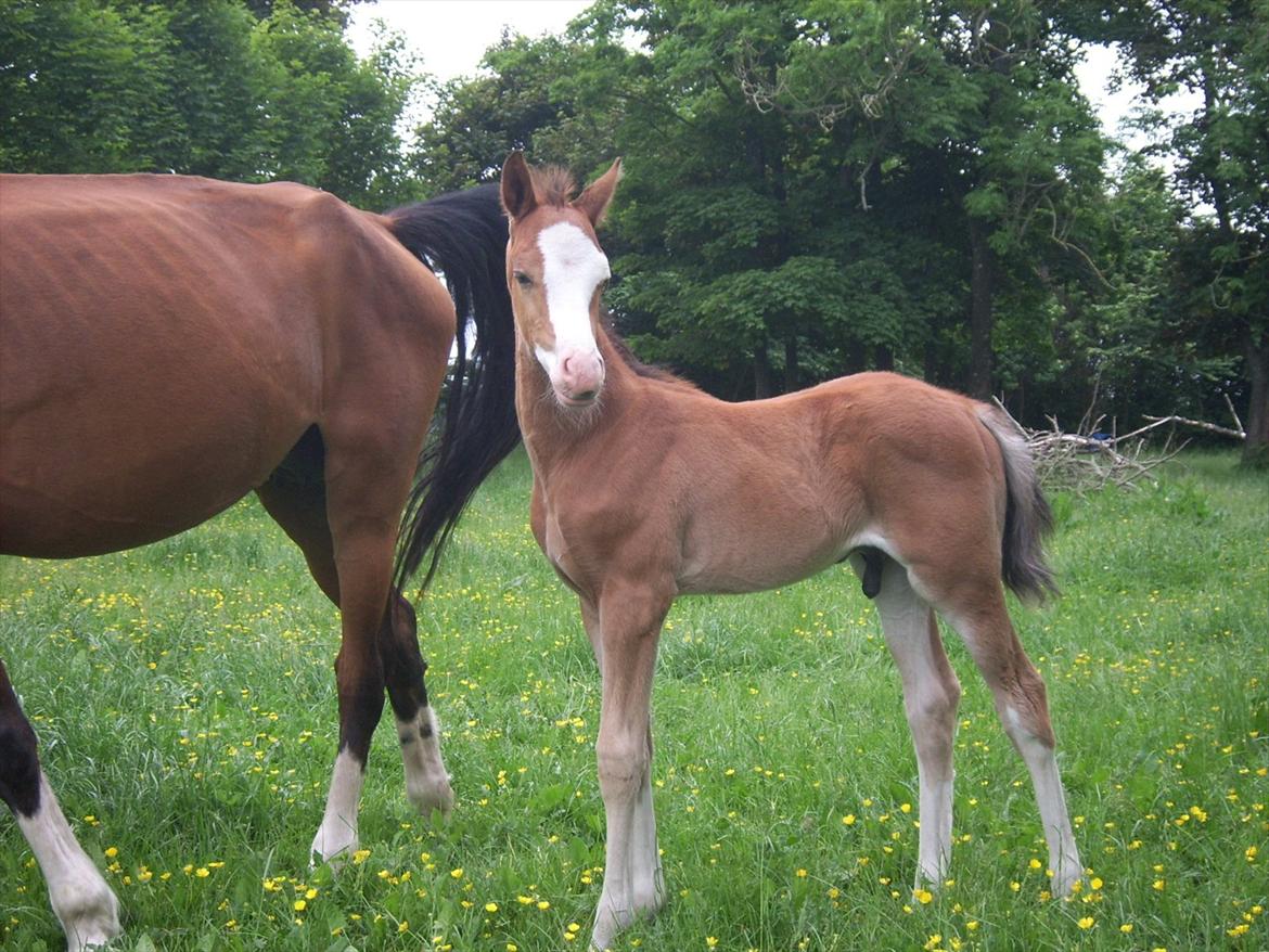 Anden særlig race Plains Mr. Magic SOLGT billede 6