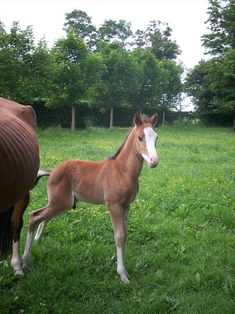 Anden særlig race Plains Mr. Magic SOLGT billede 7