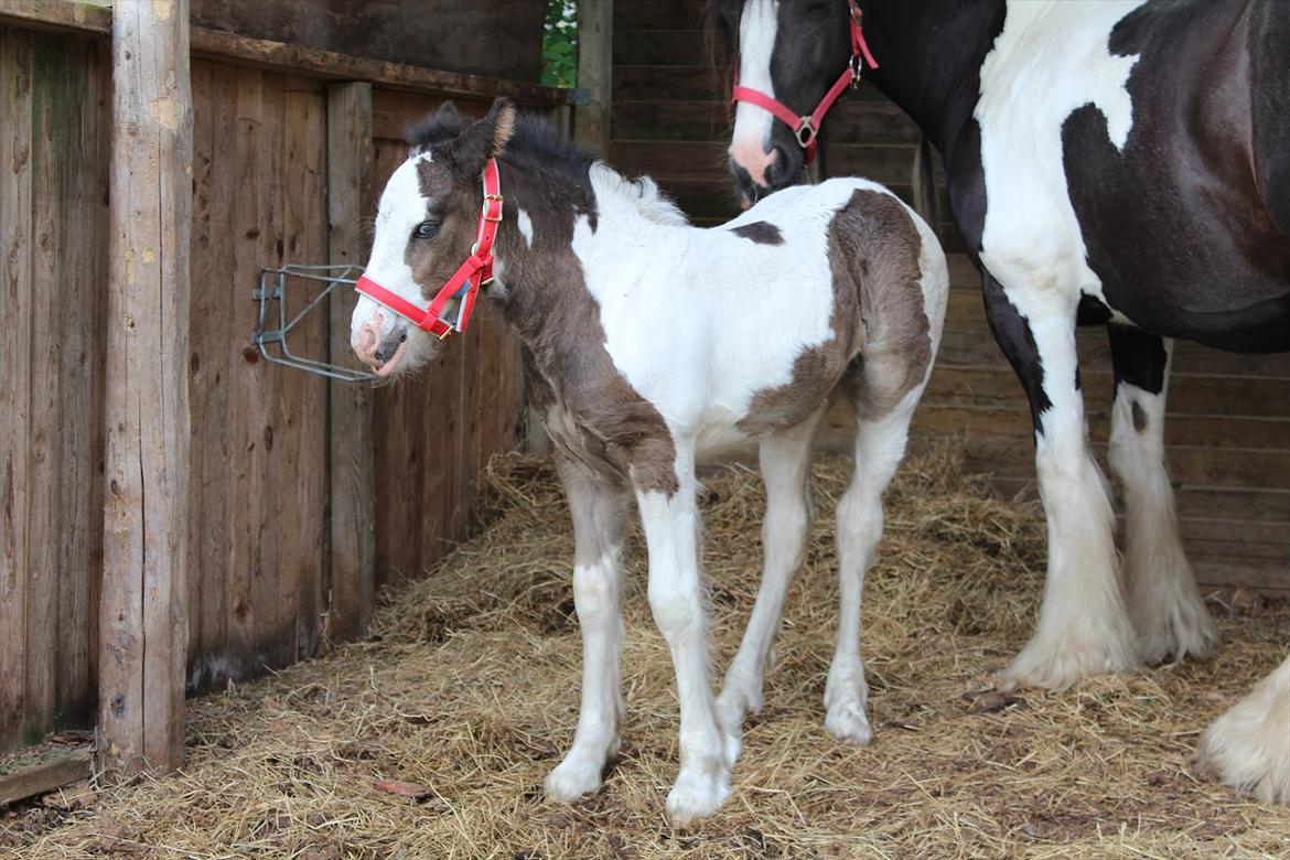 Irish Cob Haven´s Mella - Altså så skulle jeg have den nye tingeste på. Den anden blev godt nok også for lille. billede 13