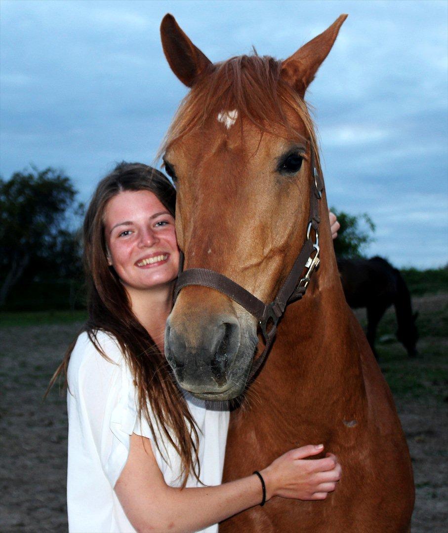 Tysk Sportspony Bacardi - pølse<3<3<3 billede 1