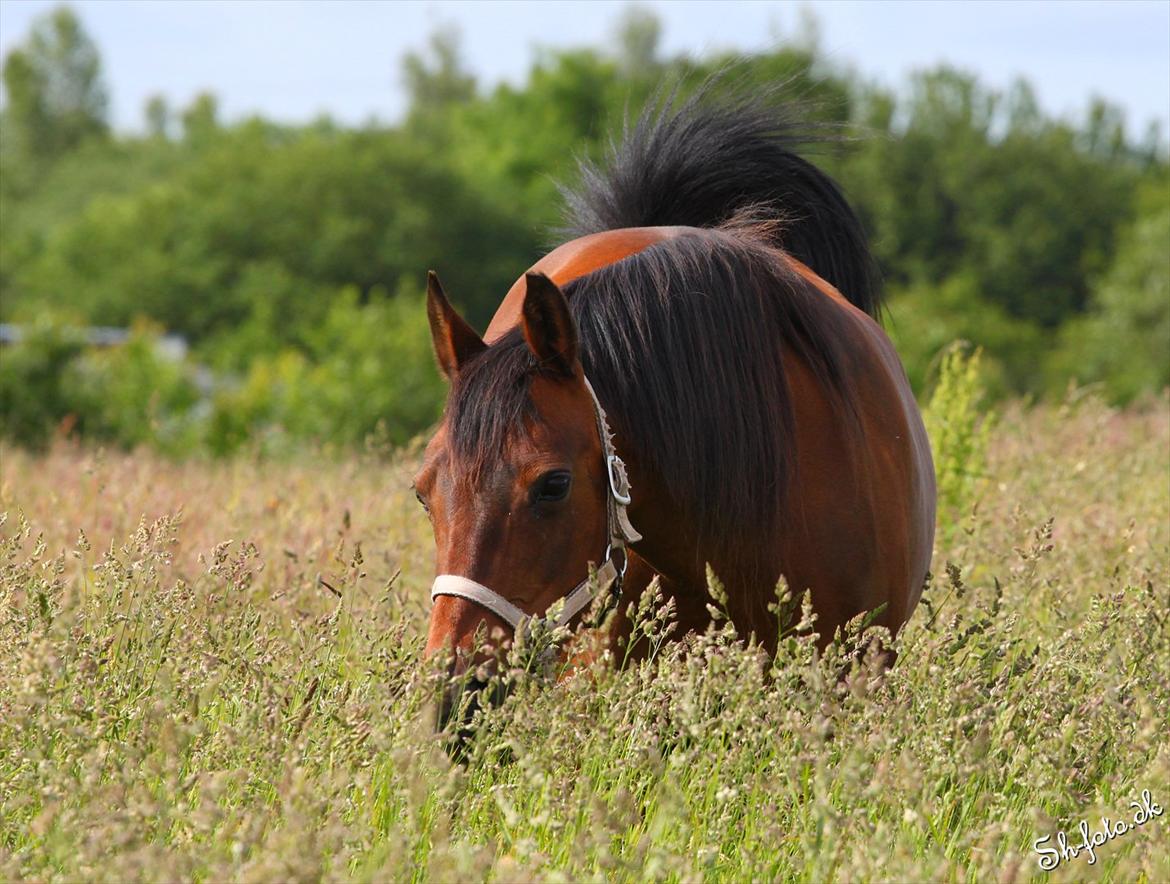 Anden særlig race Sani Cheval billede 19