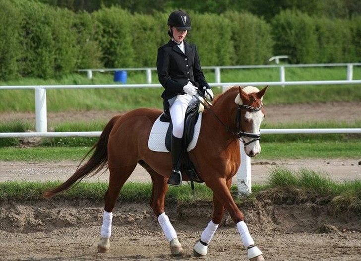 Tysk Sportspony Top Nonius - Stævne 2012 billede 16