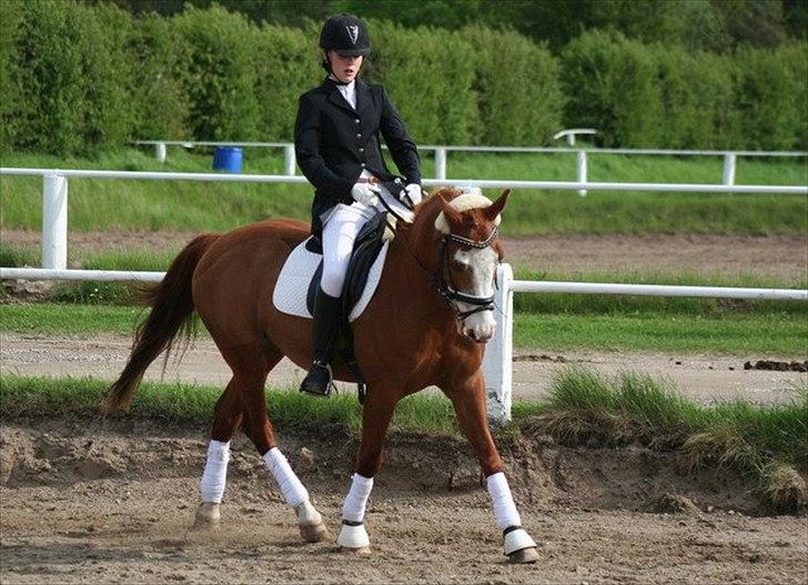 Tysk Sportspony Top Nonius - stævne 2012 billede 17