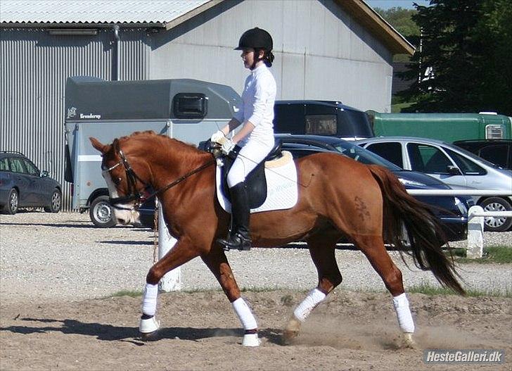 Tysk Sportspony Top Nonius - stævne 2011 billede 18