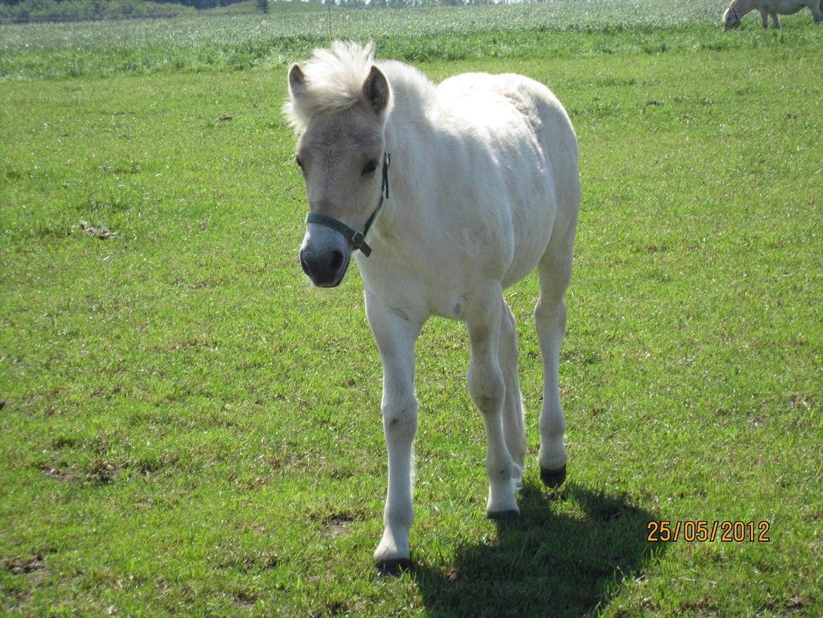 Fjordhest Melvejs Frecca billede 12