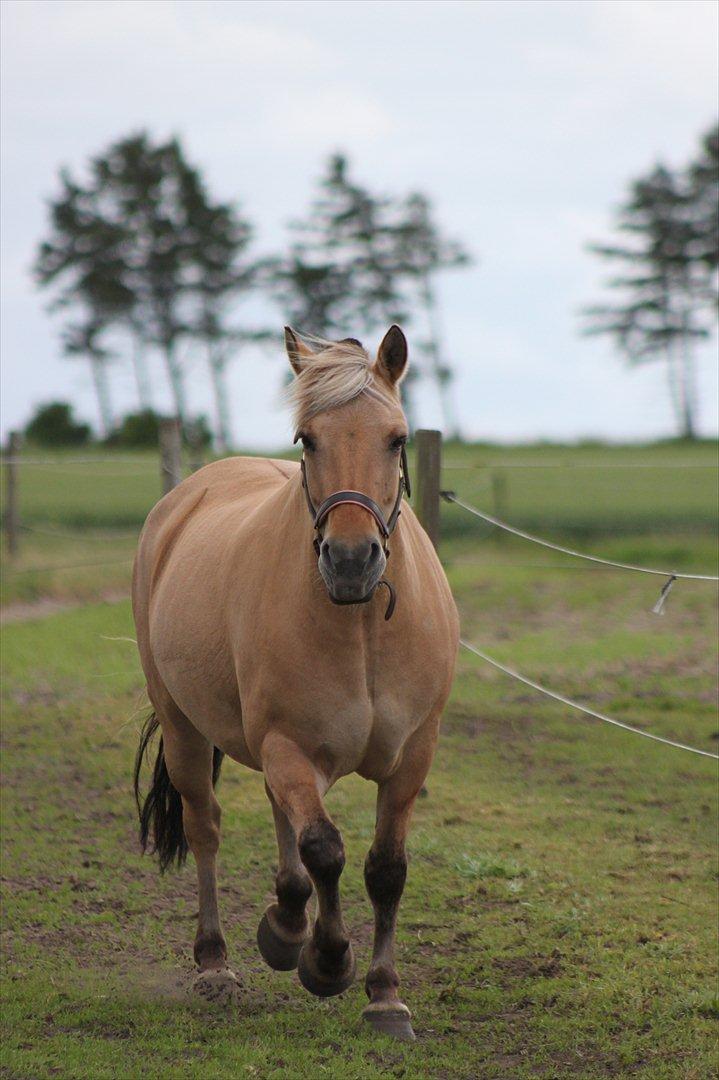Fjordhest Beauty (solgt) - 15-06-2012 billede 12