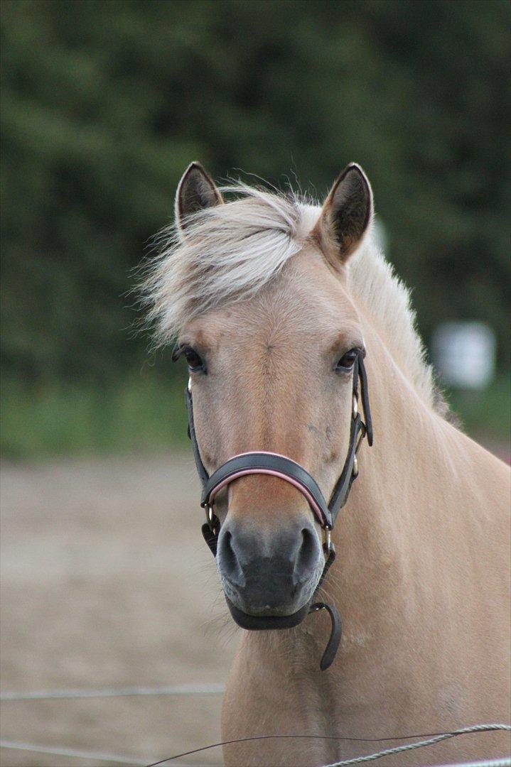 Fjordhest Beauty (solgt) - 15-06-2012 billede 1