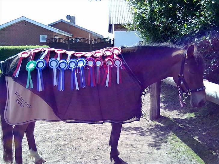 Anden særlig race Bitteby's Tulle.  - Tulle og Kristinas rosetter! :D
Men self. kun fra 2009 & 10, der var jo mange flere efter.
- 12 1. pladser, 5 2. pladser &1 4. plads
dæknet som de vandt til HALSCUP 2010, LD-LC spring :) 
Og grimen de vandt i VHRK da de vandt LB2, sponsoreret af Bach ride billede 2