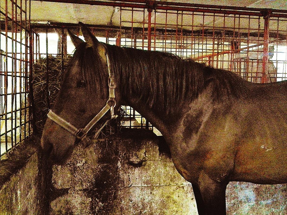 Anden særlig race Øland's Victory of patience - Taget den dag, han ankom :)  billede 1