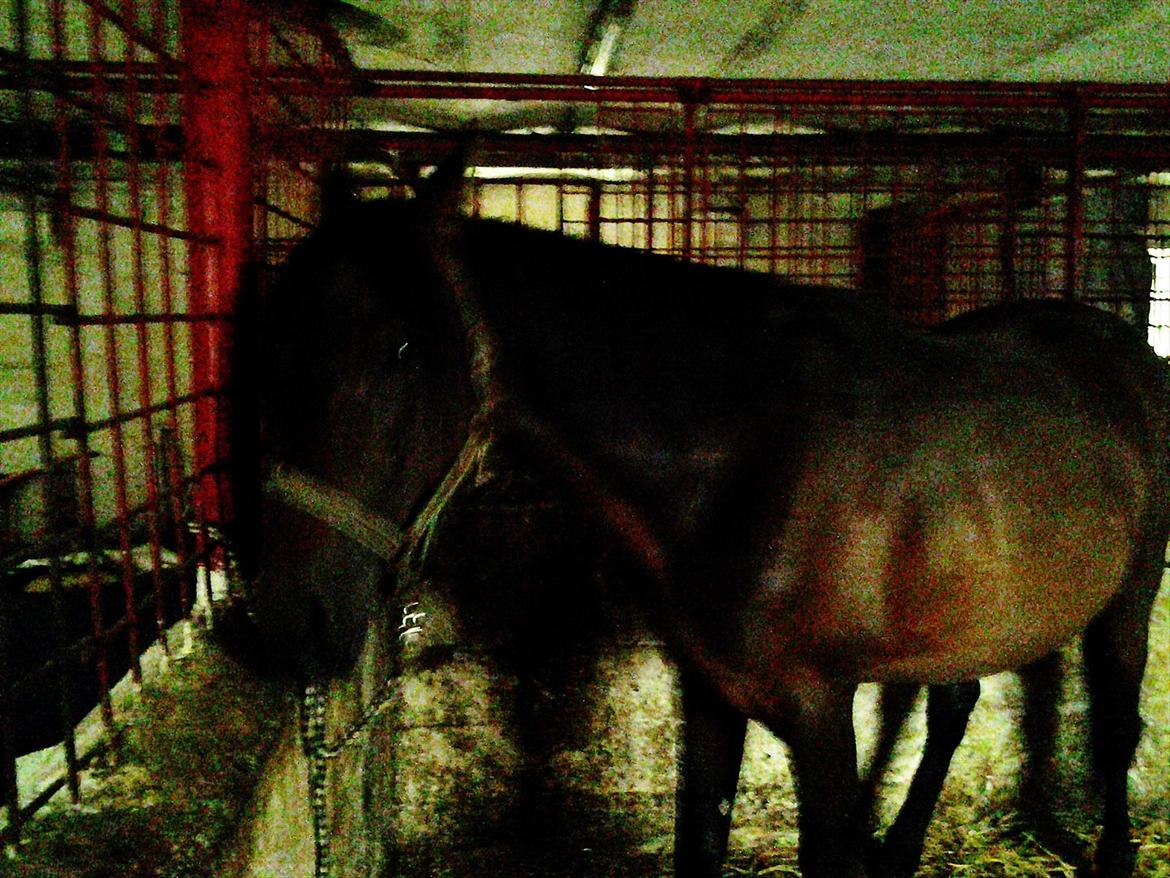 Anden særlig race Øland's Victory of patience - Taget den dag, han ankom :)  billede 2