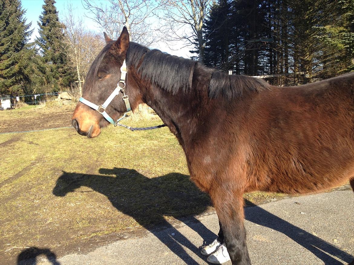 Anden særlig race Øland's Victory of patience - Gammelt billede af ham. Dette er taget dengang han ankom hos min veninde.  billede 5