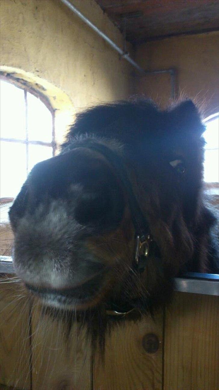 Shetlænder Djingo<3:-* RIP (Himmelhest) - Djingo i stalden<3:-) billede 2