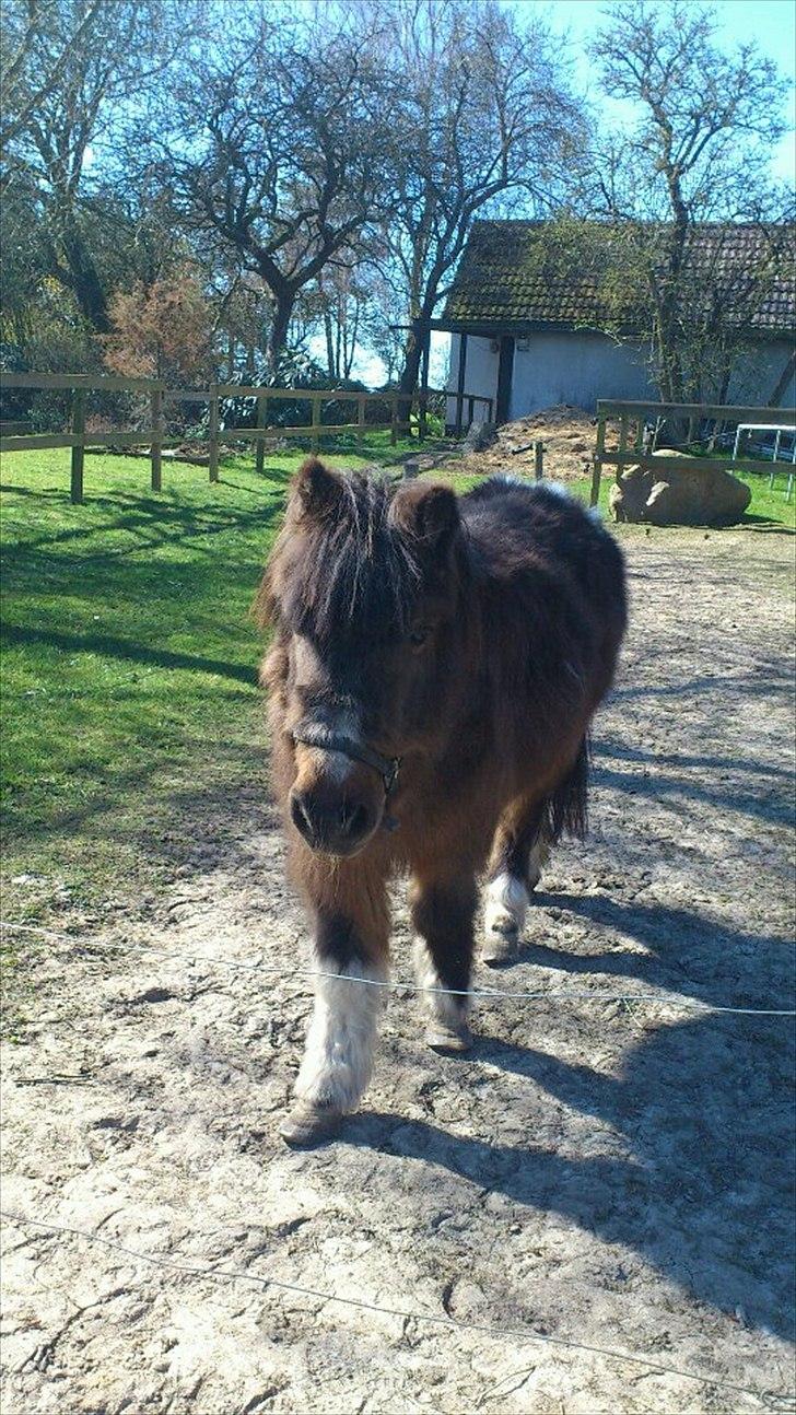 Shetlænder Djingo<3:-* RIP (Himmelhest) - Et dejligt billed på folden<3 billede 3