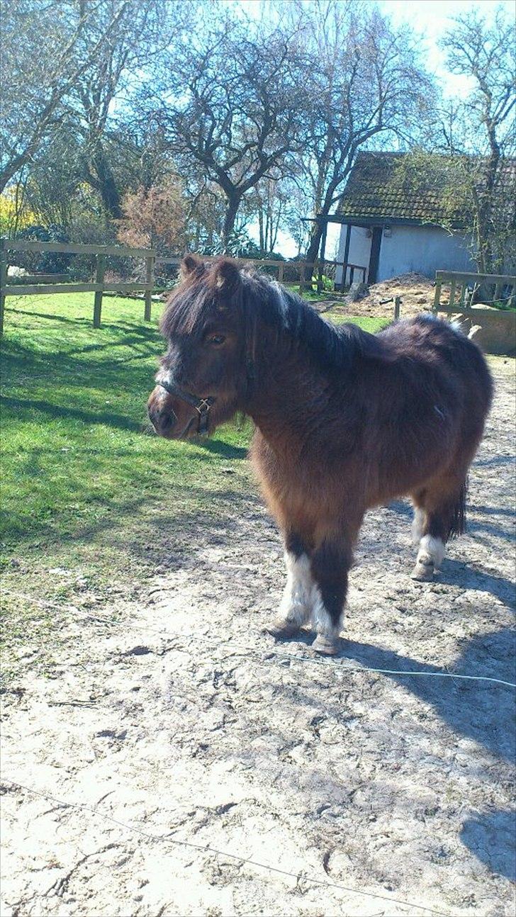 Shetlænder Djingo<3:-* RIP (Himmelhest) - Hun kigger efter min anden pony Belci Hood<3 billede 4