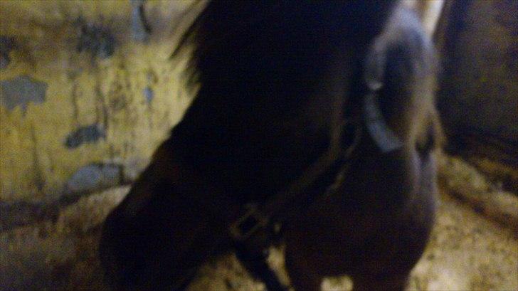 Shetlænder Djingo<3:-* RIP (Himmelhest) - Sløret men sletter dette billed når jeg finder et bedre:-) billede 5