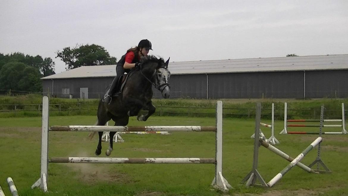 Dansk Varmblod Rinkenæs Challenge - SOLGT - Challenge og jeg i stor stil over 130cm billede 3