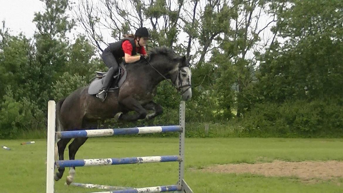 Dansk Varmblod Rinkenæs Challenge - SOLGT - Challenge og jeg igen i stor stil over 130cm billede 5
