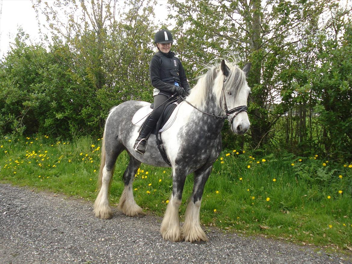 Irish Cob Kastanjelundens Simone billede 8