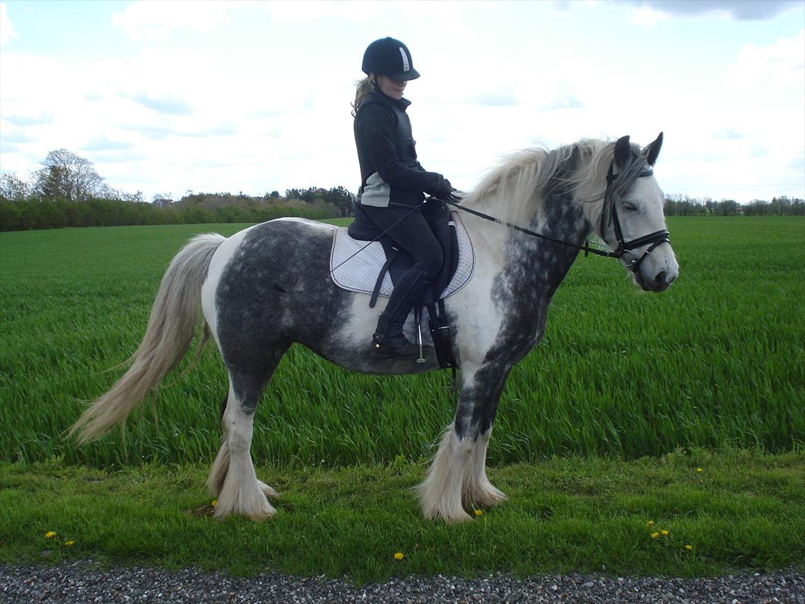 Irish Cob Kastanjelundens Simone billede 9