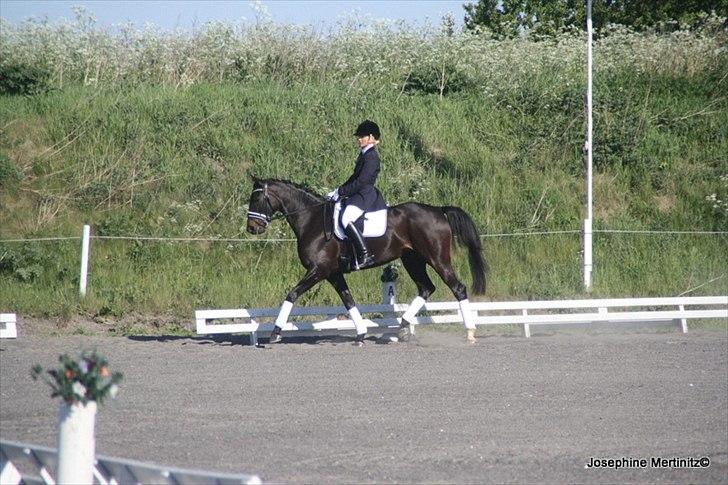 Dansk Varmblod Ajour <3 *Passer :D - Stævne AMR, LC2, vinder med 69,13 % :D <3 Dygtige Julles! <3  billede 18