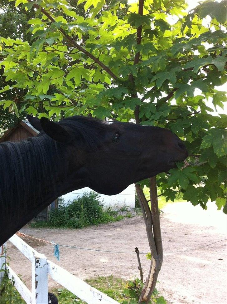 Dansk Varmblod Sazkibard S *My Soulmate* - Jeg har ikke bare en hest, jeg har også en giraf! :D  billede 9