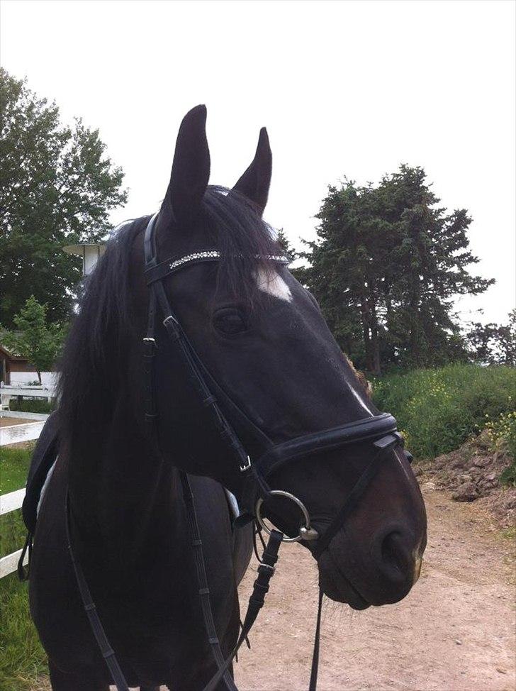 Dansk Varmblod Sazkibard S *My Soulmate* - Lækkerbisken med sit nye pandebånd!! billede 13