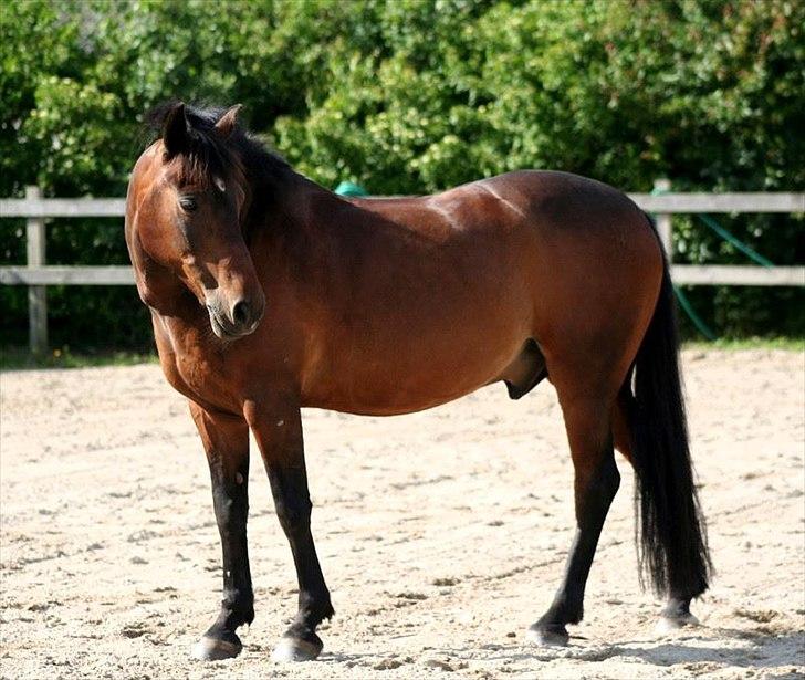 New Forest Navarana's Dion - Dejlige Dion :-) Taget af Daniella. billede 8