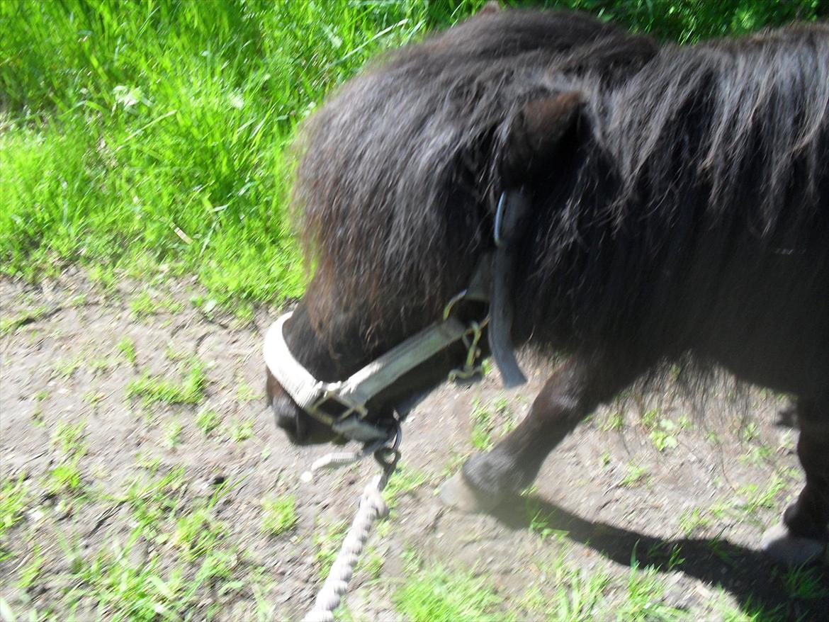 Anden særlig race soffie( mit æsel) - Hygge tur med bobby 2012 :D billede 4