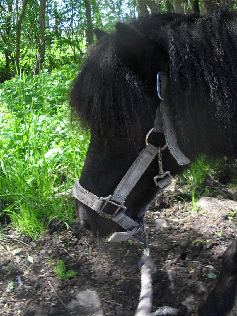 Anden særlig race soffie( mit æsel) - Hygge tur med bobby 2012 billede 1
