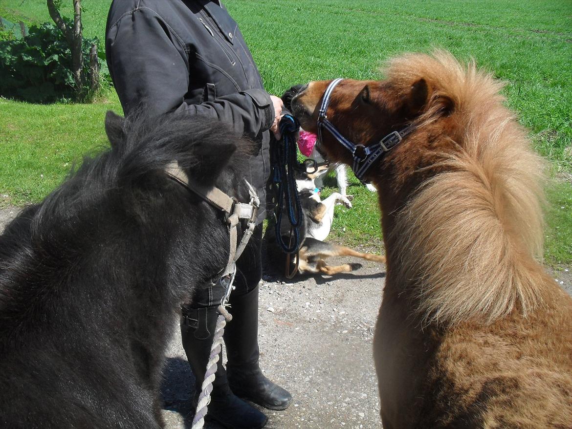 Anden særlig race soffie( mit æsel) - Soffie og Bobby <3 2012 billede 6