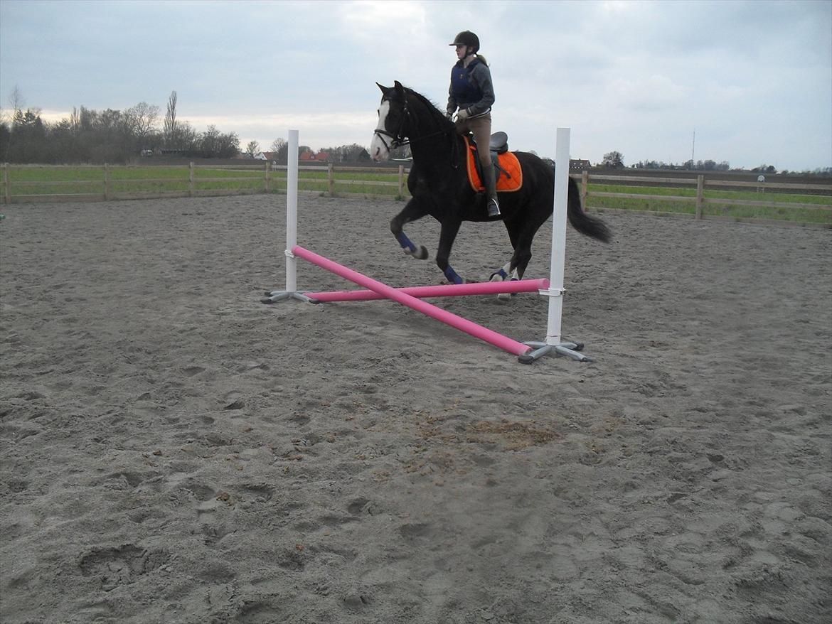 Anden særlig race Chelsey <3 - Springer 40 <3 billede 2