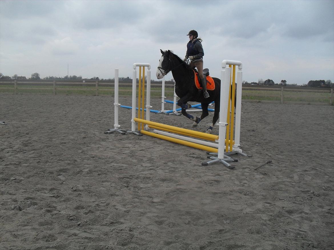 Anden særlig race Chelsey <3 - Springer 40 <3 billede 3