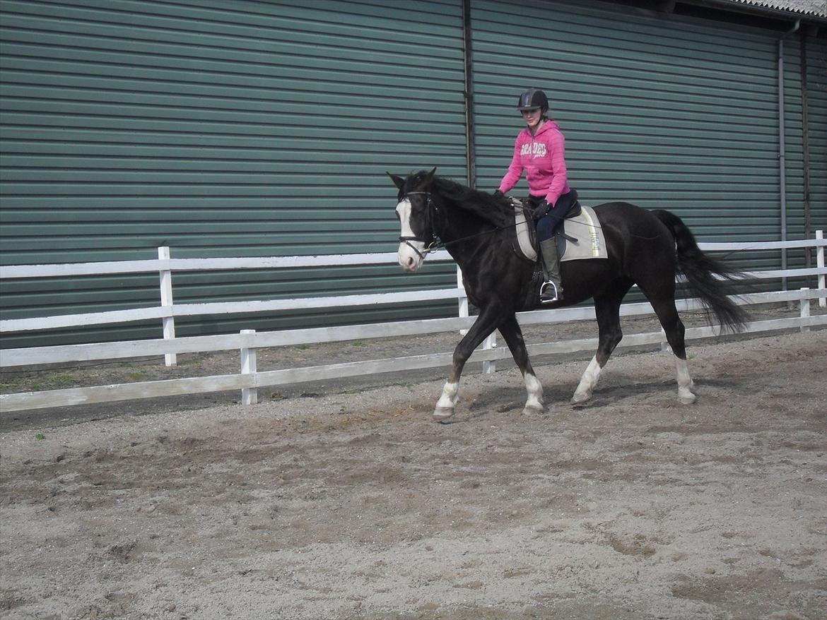 Anden særlig race Chelsey <3 - Dressur 2012 :D billede 4