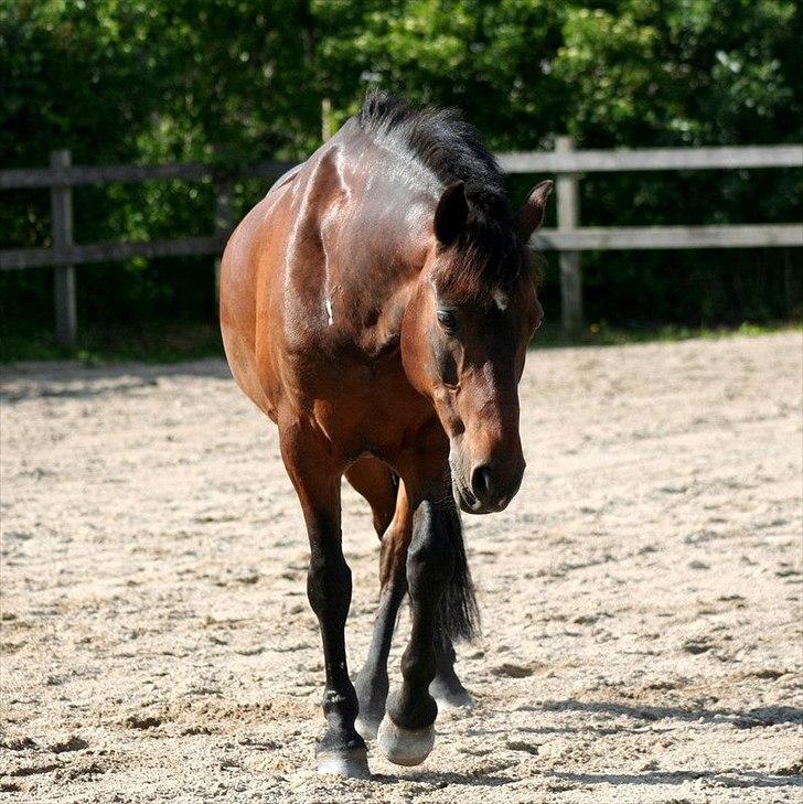 New Forest Navarana's Dion - 13-06-2012
Taget af Daniella. billede 19