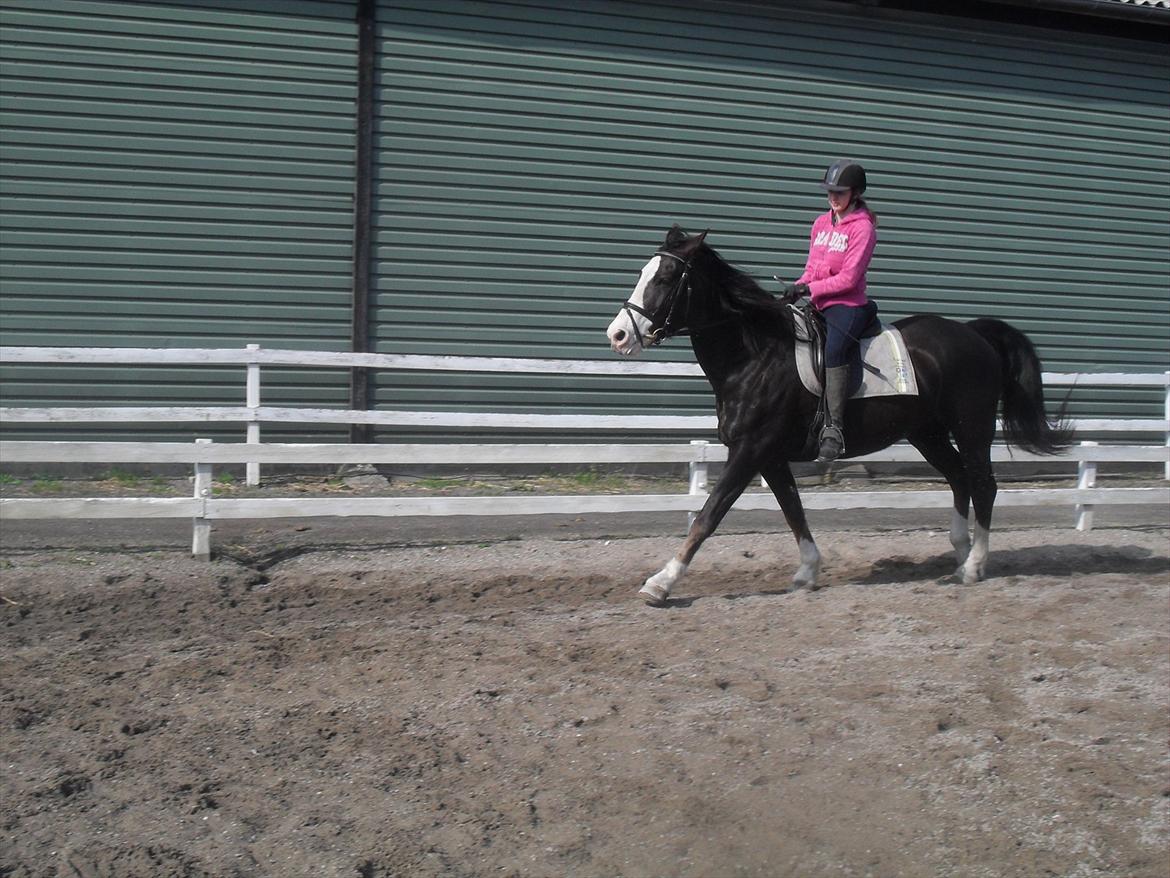 Anden særlig race Chelsey <3 - Dressur 2012 billede 6